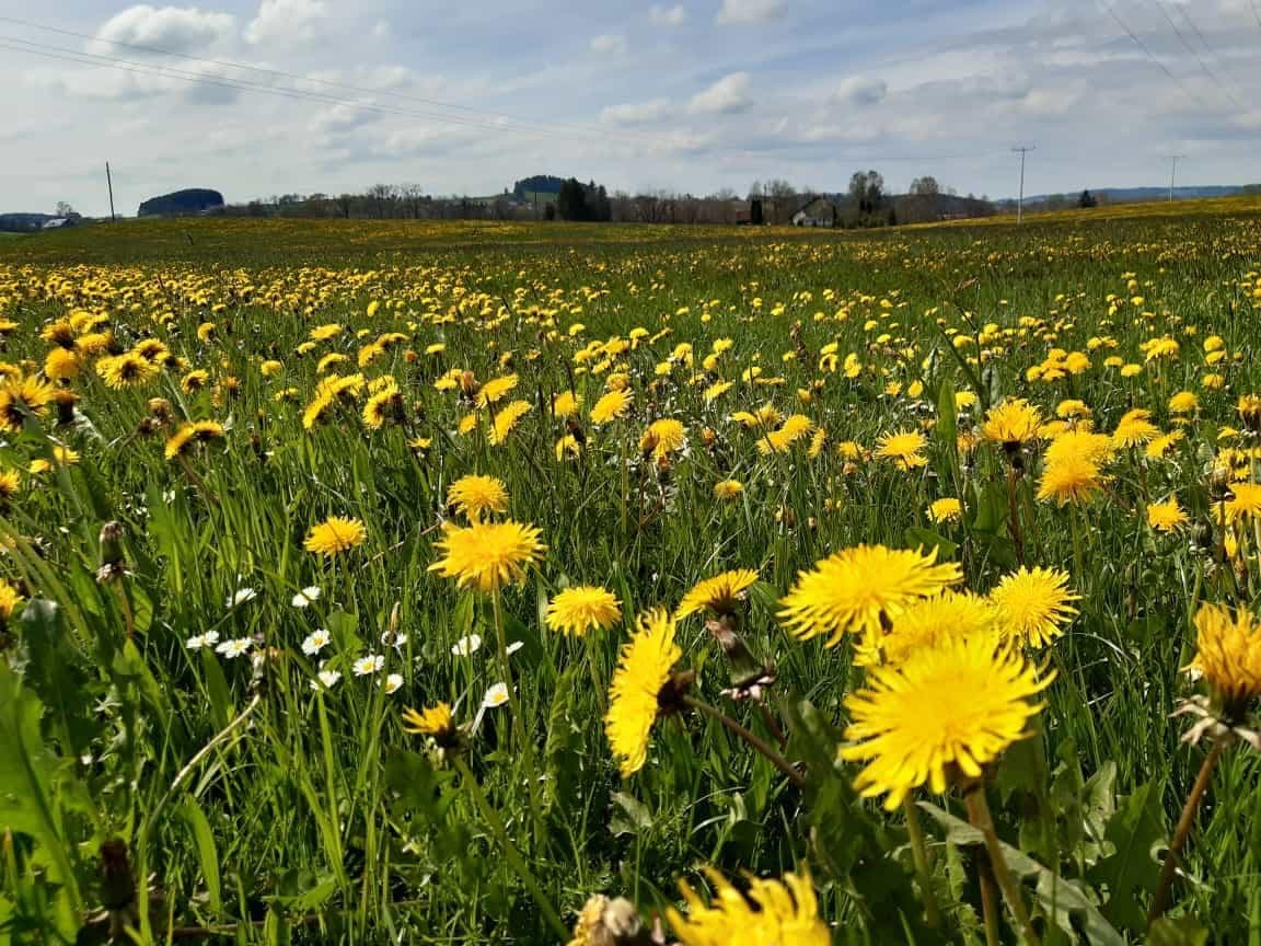 Allgäuer Wiese voller blühender Löwenzahnblüten unter weitem Himmel, Naturlandschaft rund um die Schule im Frühling.